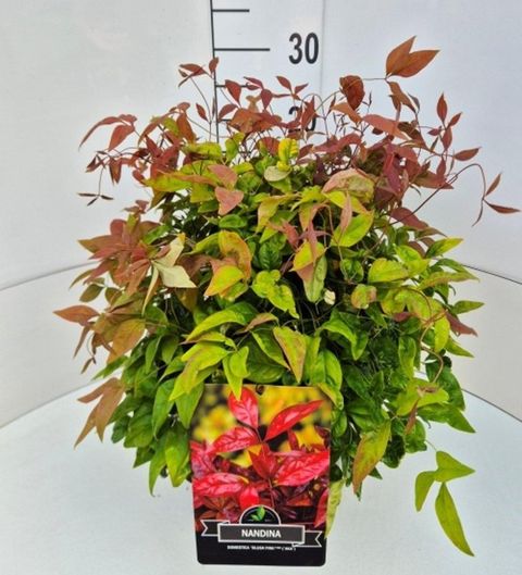 Nandina domestica BLUSH PINK