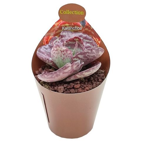 Kalanchoe humilis 'Zebra'