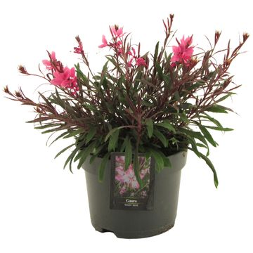 Gaura lindheimeri 'Flamingo Pink'