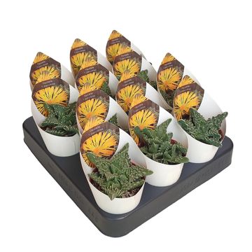 Faucaria tuberculosa