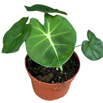 Alocasia micholitziana ROUND TYPE