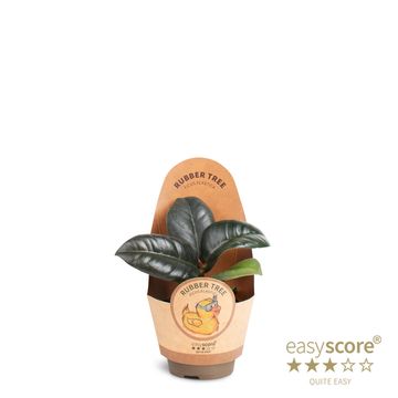 Ficus elastica 'Sofia'