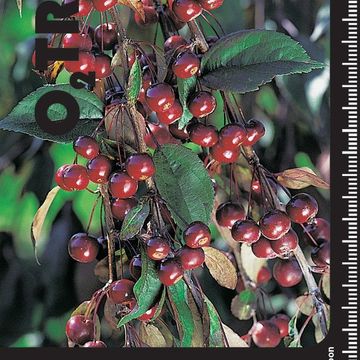 Malus 'Royal Beauty'