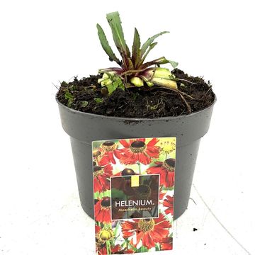 Helenium 'Moerheim Beauty'