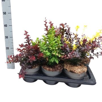 Berberis thunbergii MIX