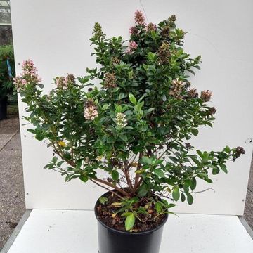 Escallonia laevis PINK ELLE