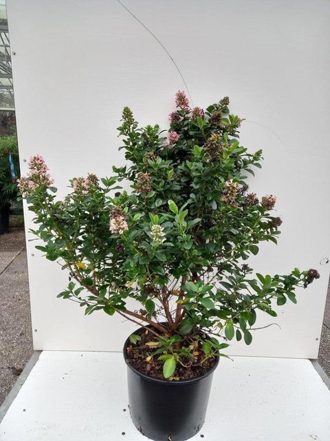 Escallonia laevis PINK ELLE