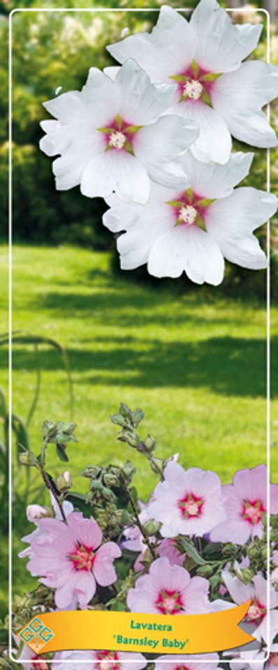 Lavatera 'Barnsley Baby'