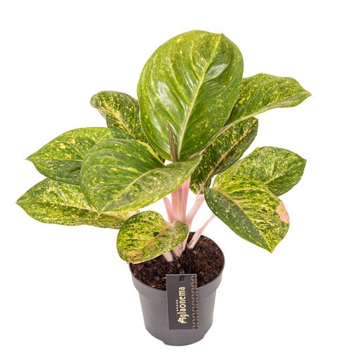 Aglaonema 'Apple Green'