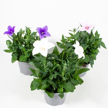 Platycodon grandiflorus MIX