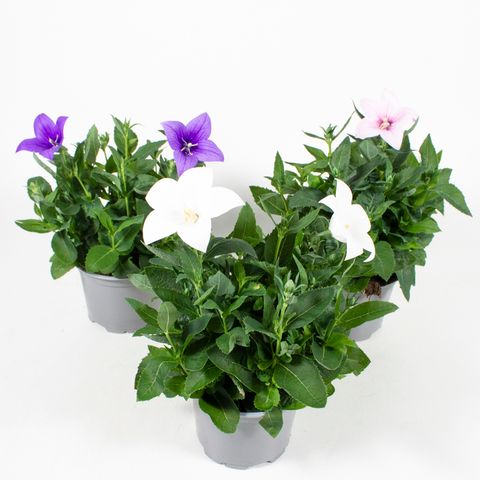 Platycodon grandiflorus MIX