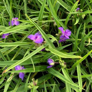 Tradescantia 'Charlotte'