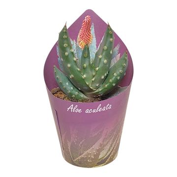Aloe aculeata