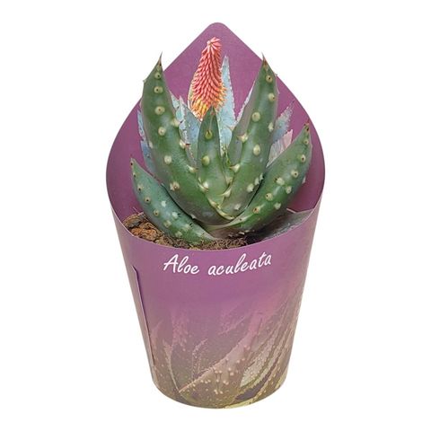 Aloe aculeata