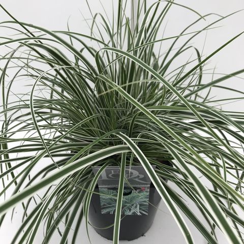 Carex oshimensis EVERCOLOR EVEREST