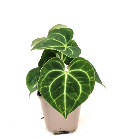 Anthurium clarinervium