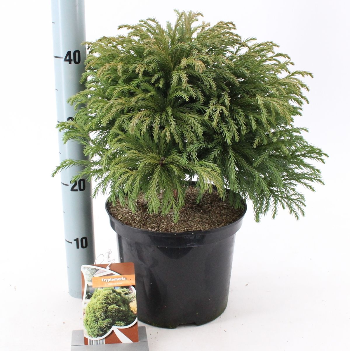 Cryptomeria japonica 'Globosa Nana' — Plant Wholesale FlorAccess