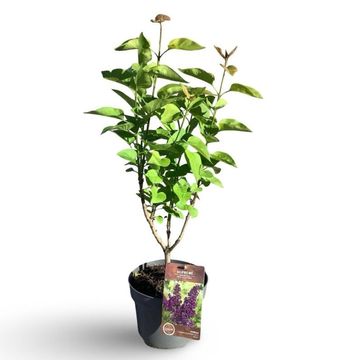 Syringa vulgaris 'Andenken an Ludwig Späth'