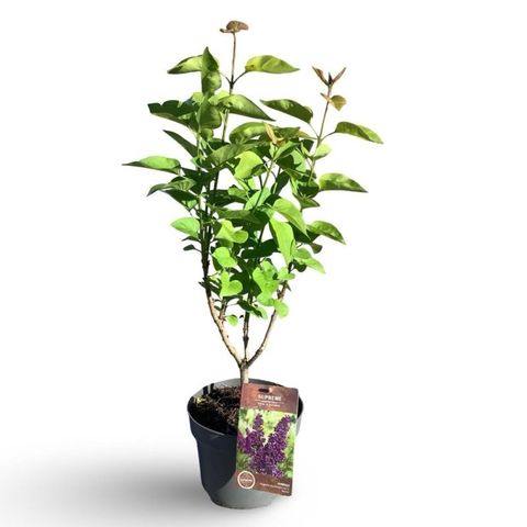 Syringa vulgaris 'Анденкен ан Людвиг Шпет'