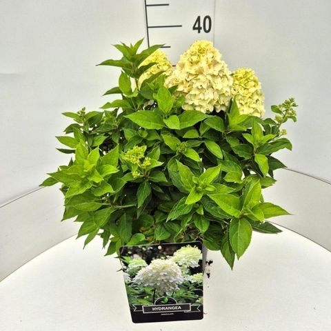 Hydrangea paniculata LITTLE SPOOKY