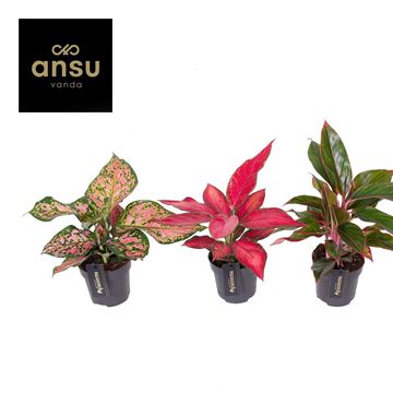 エクセルAglaonema Mulan Agleonema 