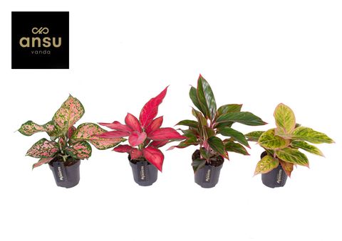 Aglaonema MIX