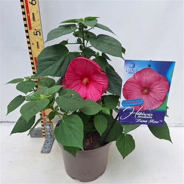 Hibiscus moscheutos LUNA ROSE