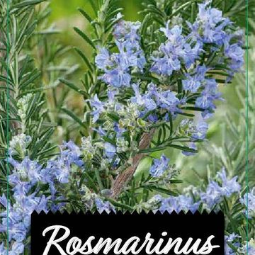 Rosmarinus officinalis 'Prostratus'