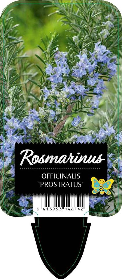 Rosmarinus officinalis 'Prostratus'
