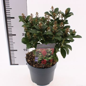Skimmia japonica 'Celebrations'