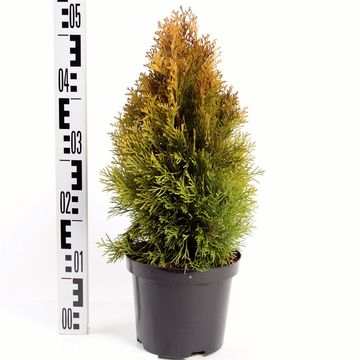 Thuja occidentalis GOLDEN SMARAGD