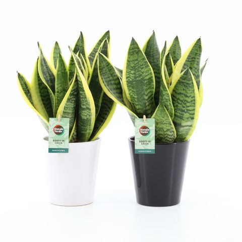 Sansevieria trifasciata 'Futura Superba'