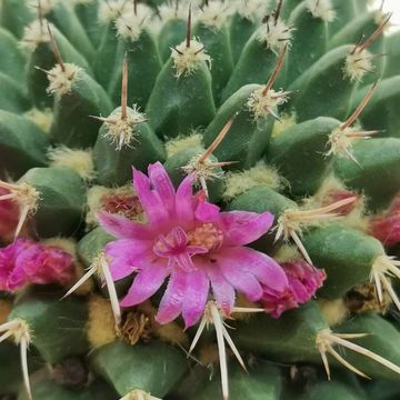 Mammillaria brandegeei