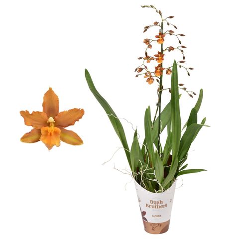 Oncidium Catatante