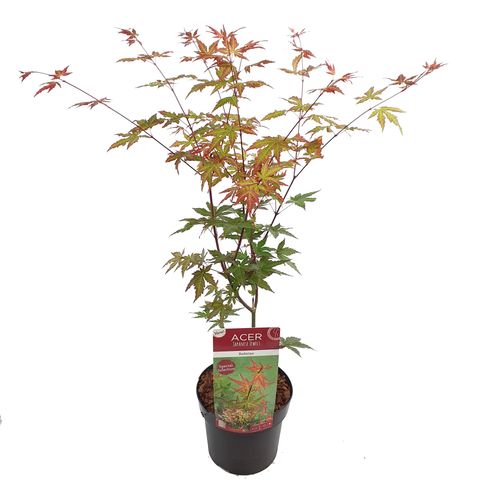 Acer palmatum 'Redwine' — Plant Wholesale FlorAccess