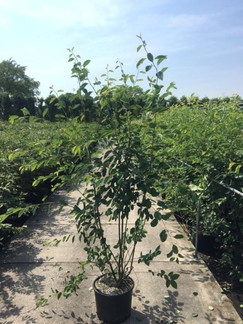 Amelanchier lamarckii