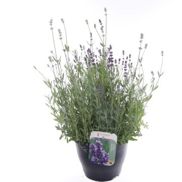 Lavandula angustifolia SCENT BLUE & WHITE EARLY MIX Lavandula angustifolia SCENT BLUE & WHITE EARLY MIX
