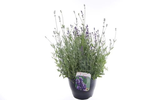 Lavandula angustifolia SCENT BLUE & WHITE EARLY MIX