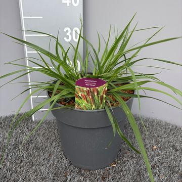Pennisetum alopecuroides 'Red Head'