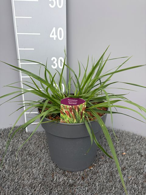 Pennisetum alopecuroides 'Red Head'