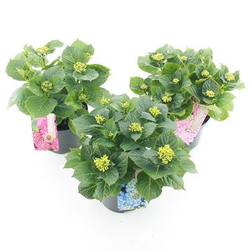 Hydrangea macrophylla MIX