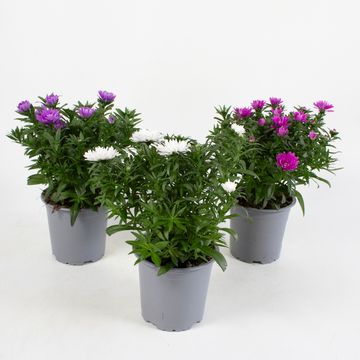 Aster NOVI-BELGII MIX