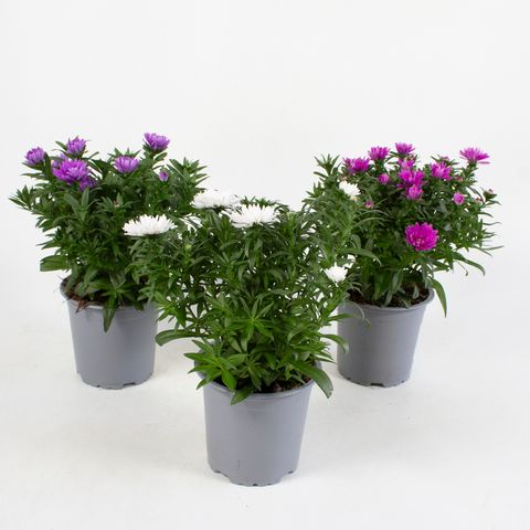 Aster NOVI-BELGII MIX