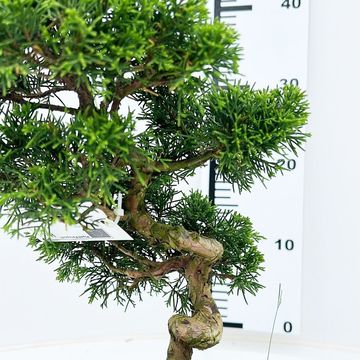 Juniperus chinensis