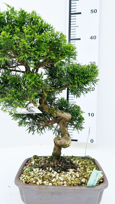 Juniperus chinensis