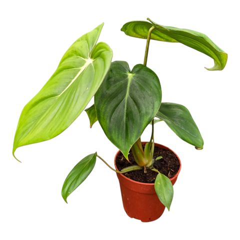 Philodendron 'McDowell'
