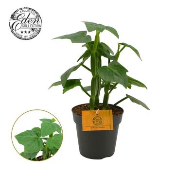 Cissus quadrangularis