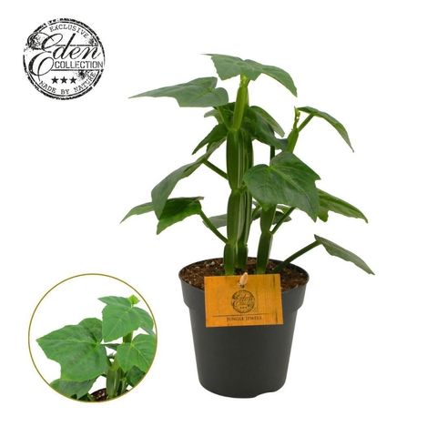 Cissus quadrangularis