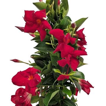 Mandevilla RIO DEEP RED