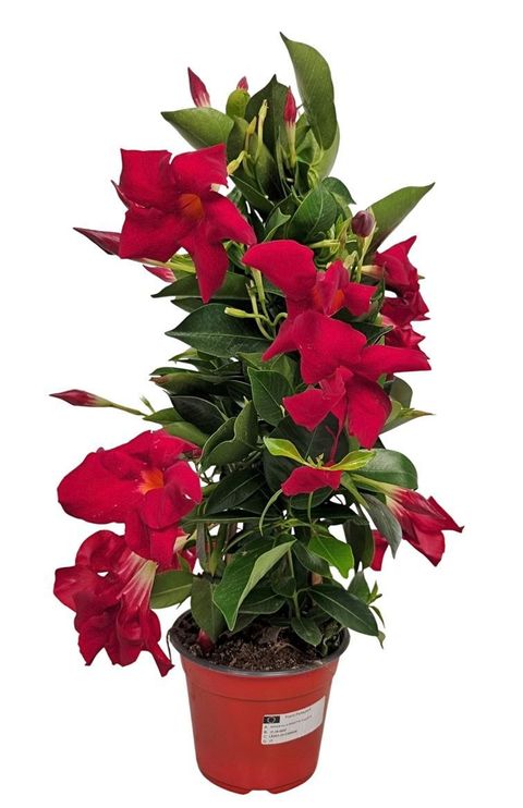 Mandevilla RIO DEEP RED